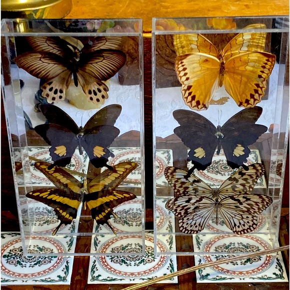 unbranded Other - Mid Century Taxidermy Butterflies Mounted framed Acrylic display Mirrored back